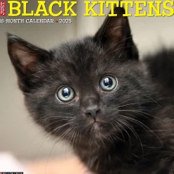 Willow Creek 2025 Just Black Kittens 12" x 12" Monthly Wall Calendar, Multicolor (41840) New