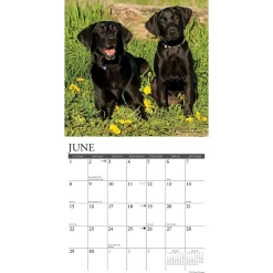 Willow Creek 2025 Just Black Labs 12