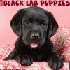 Willow Creek 2025 Just Black Lab Puppies 2025 Wall Calendar 12" x 12" (41857) New