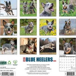 Willow Creek 2025 Just Blue Heelers 12" x 12" Monthly Wall Calendar, Multicolor (41888) Discount