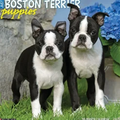 Willow Creek 2025 Just Boston Terrier Puppies 12" x 12" Monthly Wall Calendar, Multicolor (41918)