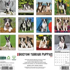 Willow Creek 2025 Just Boston Terrier Puppies 12" x 12" Monthly Wall Calendar, Multicolor (41918)