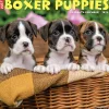 Willow Creek 2025 Just Boxer Puppies 12" x 12" Monthly Wall Calendar, Multicolor (41932) New
