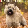 Willow Creek 2025 Just Cairn Terriers 12" x 12" Monthly Wall Calendar (42083)