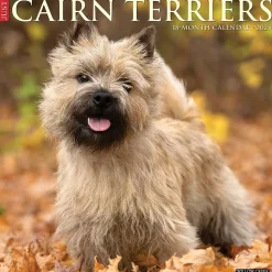 Willow Creek 2025 Just Cairn Terriers 12" x 12" Monthly Wall Calendar (42083)