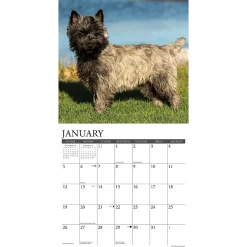 Willow Creek 2025 Just Cairn Terriers 12