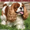 Willow Creek 2025 Just Cavalier King Charles Spaniels 12" x 12" Monthly Wall Calendar (42274) Sale
