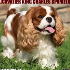 Willow Creek 2025 Just Cavalier King Charles Spaniels 12" x 12" Monthly Wall Calendar (42274) Sale