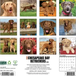 Willow Creek 2025 Just Chesapeake Bay Retrievers 12" x 12" Monthly Wall Calendar (42281) Online