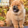 Willow Creek 2025 Just Chow Chows 12" x 12" Monthly Wall Calendar (42380) Outlet