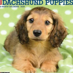 Willow Creek 2025 Just Dachshund Puppies 12" x 12" Monthly Wall Calendar (42649) Hot