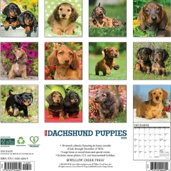 Willow Creek 2025 Just Dachshund Puppies 12" x 12" Monthly Wall Calendar (42649) Hot