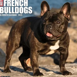 Willow Creek 2025 Just French Bulldogs 12" x 12" Monthly Wall Calendar (42953) Discount