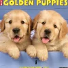 Willow Creek 2025 Just Golden Puppies 12" x 12" Monthly Wall Calendar (43097) New