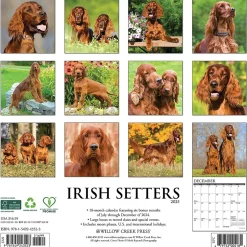 Willow Creek 2025 Just Irish Setters 12" x 12" Monthly Wall Calendar (43523) Best