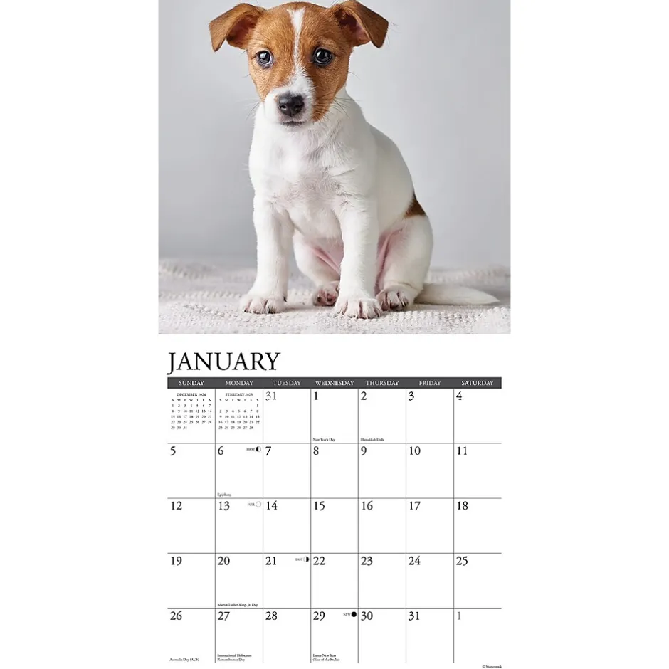Willow Creek 2025 Just Jack Russell Puppies 12" x 12" Monthly Wall Calendar (43547) Sale