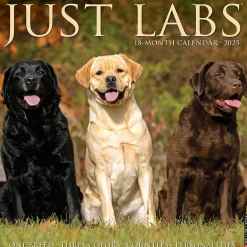 Willow Creek 2025 Just Labs 12" x 12" Monthly Wall Calendar (43677) Discount