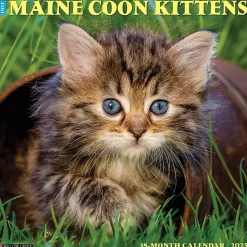 Willow Creek 2025 Just Maine Coon Kittens 12" x 12" Monthly Wall Calendar (43820)