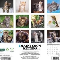 Willow Creek 2025 Just Maine Coon Kittens 12" x 12" Monthly Wall Calendar (43820)