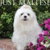 Willow Creek 2025 Just Maltese 12" x 12" Monthly Wall Calendar (43844) Sale