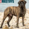 Willow Creek 2025 Just Mastiffs 12" x 12" Monthly Wall Calendar (43851) Hot