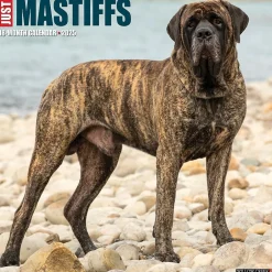 Willow Creek 2025 Just Mastiffs 12" x 12" Monthly Wall Calendar (43851) Hot