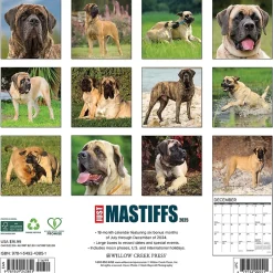 Willow Creek 2025 Just Mastiffs 12" x 12" Monthly Wall Calendar (43851) Hot