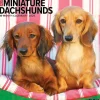 Willow Creek 2025 Just Miniature Dachshunds 12" x 12" Monthly Wall Calendar (43912) New