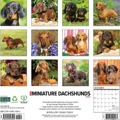 Willow Creek 2025 Just Miniature Dachshunds 12" x 12" Monthly Wall Calendar (43912) New