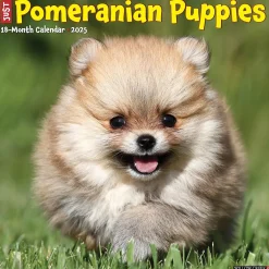 Willow Creek 2025 Just Pomeranian Puppies 12" x 12" Monthly Wall Calendar (44490) Clearance