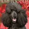 Willow Creek 2025 Just Poodles 12" x 12" Monthly Wall Calendar (44520) Sale