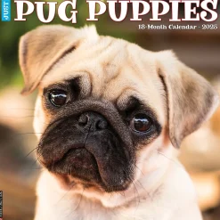 Willow Creek 2025 Just Pug Puppies 12" x 12" Monthly Wall Calendar (44568) New