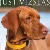 Willow Creek 2025 Just Vizslas 12" x 12" Monthly Wall Calendar (45268)