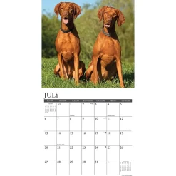 Willow Creek 2025 Just Vizslas 12