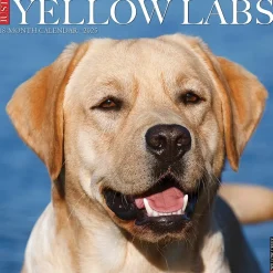 Willow Creek 2025 Just Yellow Labs 12" x 12" Monthly Wall Calendar (45534) Outlet