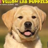 Willow Creek 2025 Just Yellow Lab Puppies 12" x 12" Monthly Wall Calendar (45527)