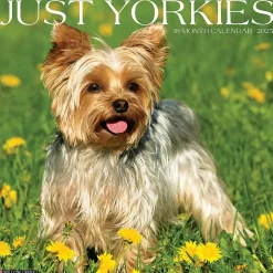 Willow Creek 2025 Just Yorkies 12" x 12" Monthly Wall Calendar (45558) Outlet