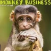 Willow Creek 2025 Monkey Business 12" x 12" Monthly Wall Calendar (44001) Best