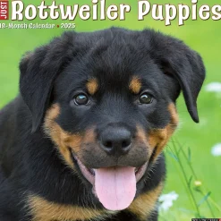 Willow Creek 2025 Press Just Rottweiler Puppies 2025 Wall Calendar 12" x 12" (44681) Hot