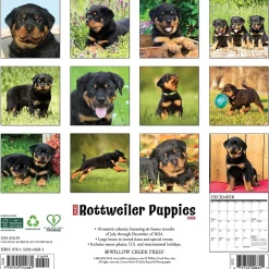 Willow Creek 2025 Press Just Rottweiler Puppies 2025 Wall Calendar 12" x 12" (44681) Hot