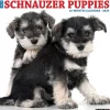 Willow Creek 2025 Schnauzer Puppies 12" x 12" Yearly Wall Calendar (44759) New