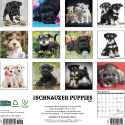 Willow Creek 2025 Schnauzer Puppies 12" x 12" Yearly Wall Calendar (44759) New