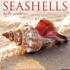 Willow Creek 2025 Seashells 12" x 12" Monthly Wall Calendar (44797)