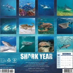 Willow Creek 2025 Shark Year 12" x 12" Monthly Wall Calendar (46609) New