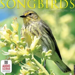 Willow Creek 2025 Songbirds 12" x 12" Monthly Wall Calendar (44988) Sale