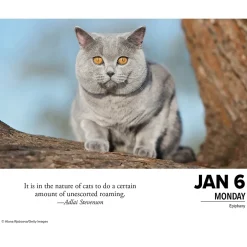 Willow Creek 2025 What Cats Teach Us 6