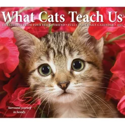 Willow Creek 2025 What Cats Teach Us 6