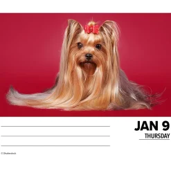 Willow Creek 2025 Yorkies 6