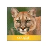 Outlet Cougar Digital 80 lb. Cover Paper, 11" x 17", White, 250 Sheets/Pack (2868) Card Stock