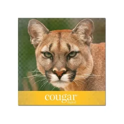 New Cougar Digital 10% Recycled 8.5" x 11" Paper, 80 lbs., 98 Brightness, 250/Ream, 8 Reams/Carton (2986) Card Stock